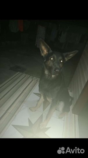 Вязка животных