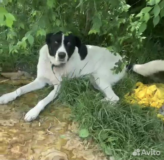 Собака девочка, 1,5 года