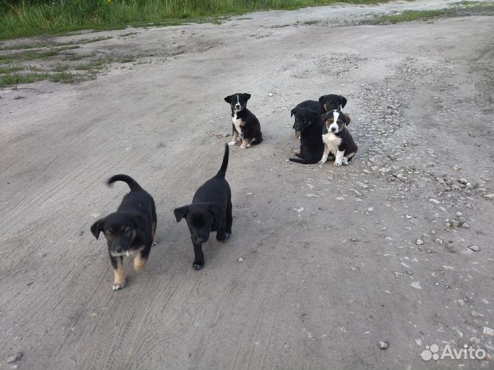 Щенок ищет дом