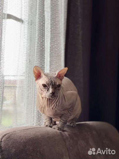 Донской сфинкс. Вязка