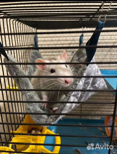 Гамак, туннель для крыс, хомяков