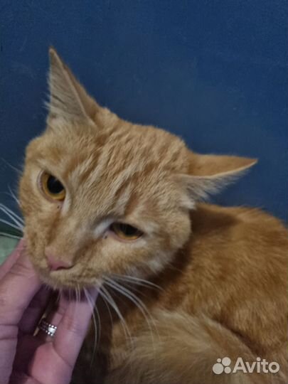 Кошка в дар