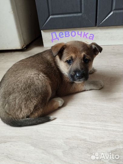 Собаки щенки немецкая овчарка бесплатно