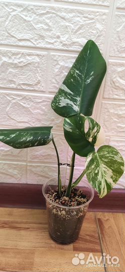 Монстера alba