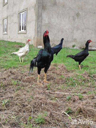 Бойцовая птица