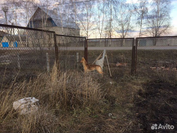 Щенок мальчик от сторожевой собаки