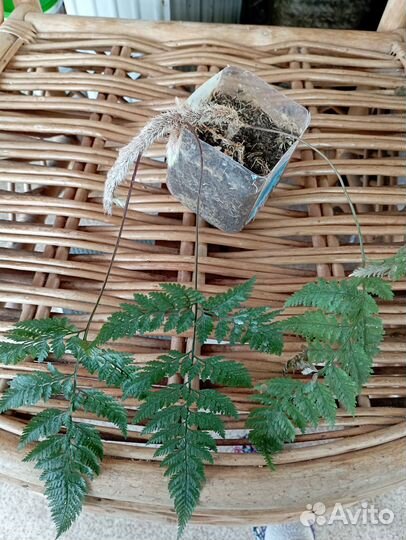 Папоротники домашние