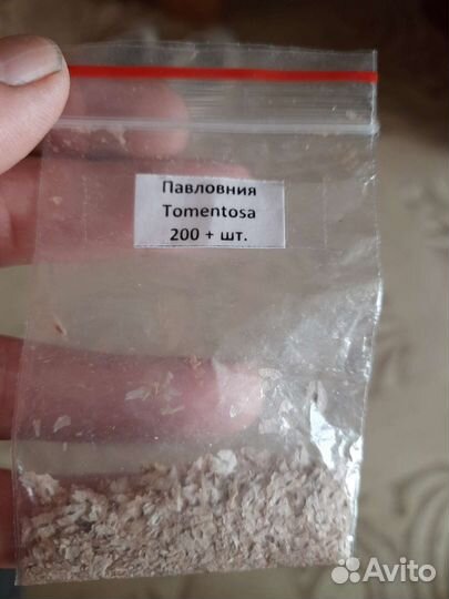 Рассада павловнии