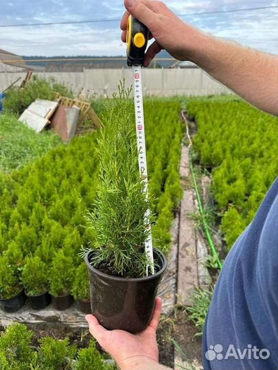 Туя смарагд