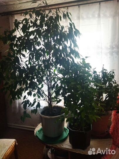 Фикус Бенджамина