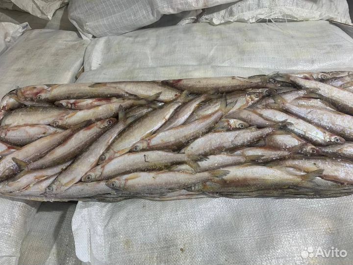 Ряпушка свежемороженная