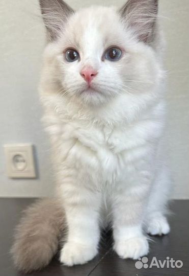 Котенок Рэгдолл