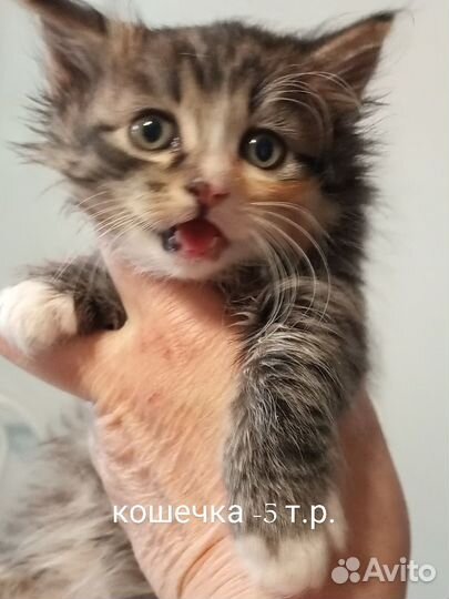Котята курильского бобтейла