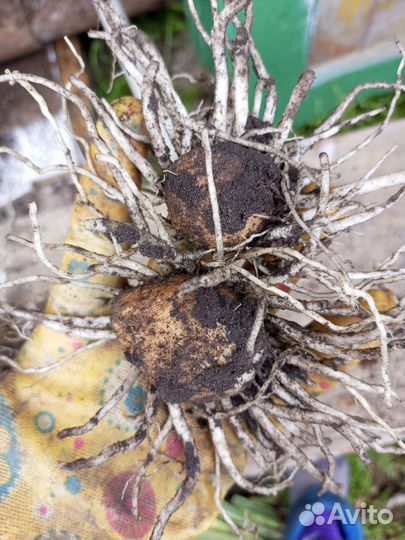 Луковицы калл