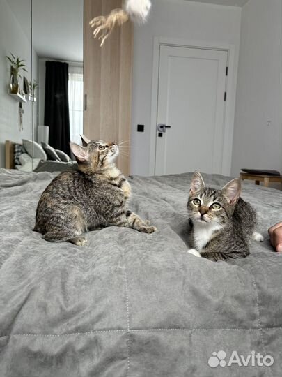 Котенок девочка