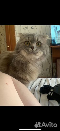 Кот для вязки