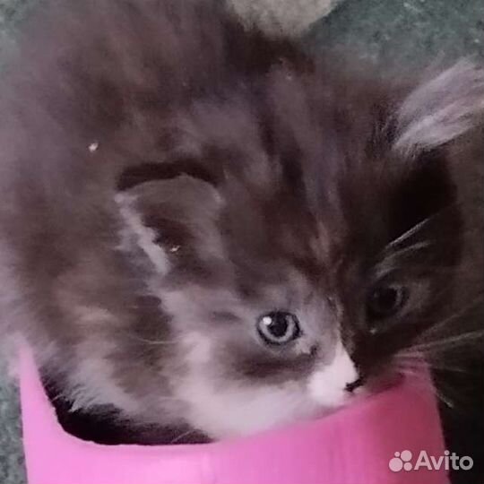 Милые умные котята
