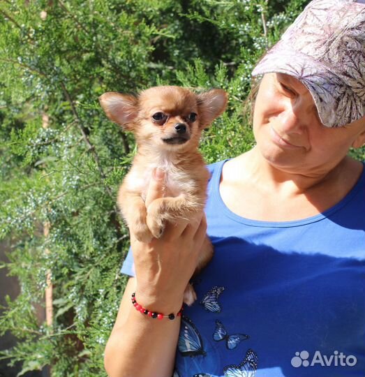 Малыши чихуахуа, длинношерстные