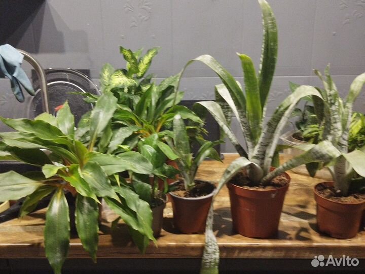 Комнатные растения цветы