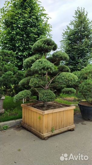 Бонсай сосна (ниваки) 3-3,5метра