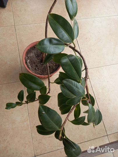 Фикус каучуконосный с горшком