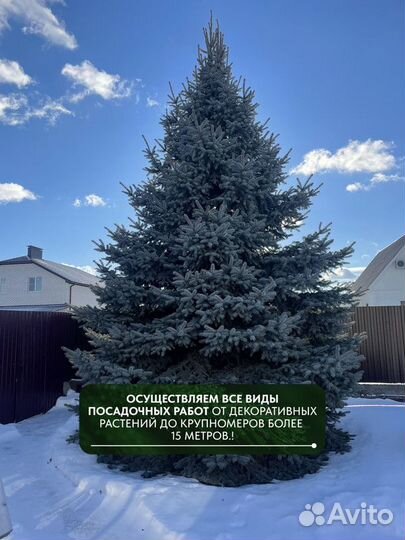 Ель Голубая колючая, крупномер