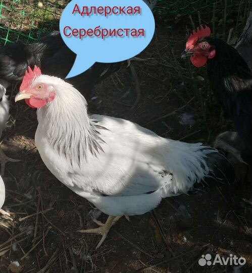 Индейка, петухи