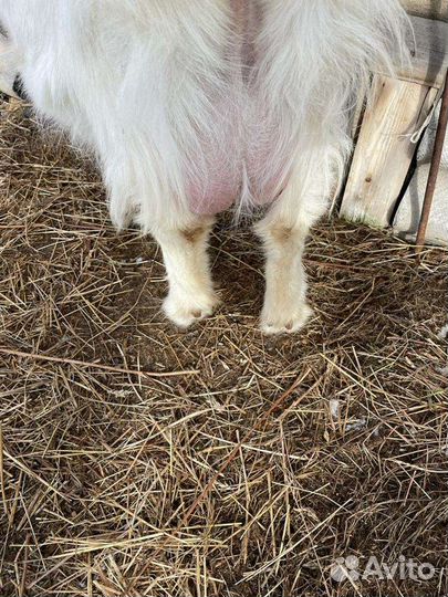 Продаю дойных козочек и козлят
