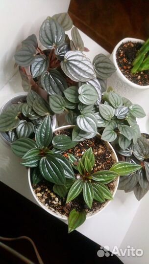 Пеперомии разные