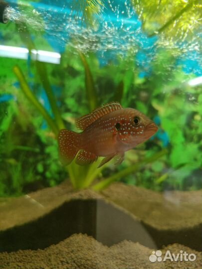 Моллинезия, меченосцы, гуппи