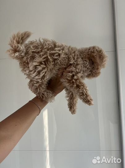 Мальтипу ф1 роскошный мальчик карамель капучино