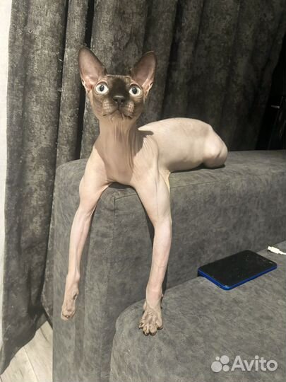 Канадский сфинкс вязка