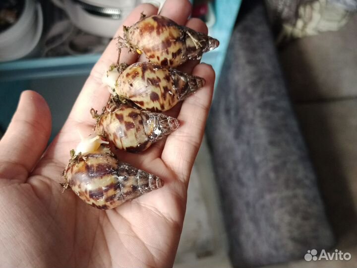 Улитки ахатины бесплатно