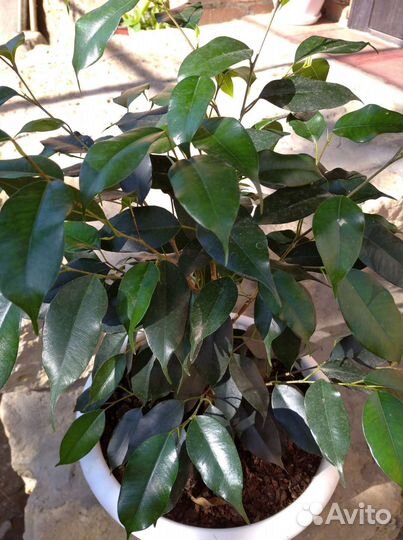 Фикус Бенджамина