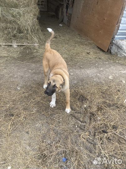 Щенки турецкого кангала