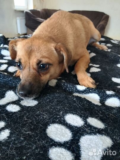 Собака в добрые руки отдам бесплатно