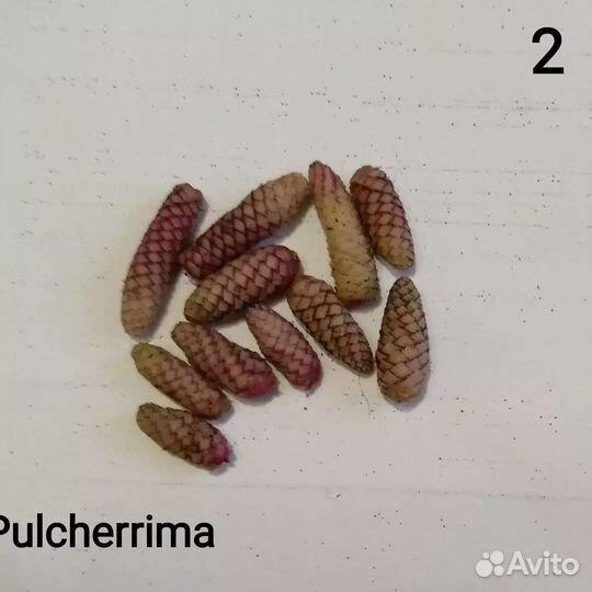 Ризомы Ахименесов