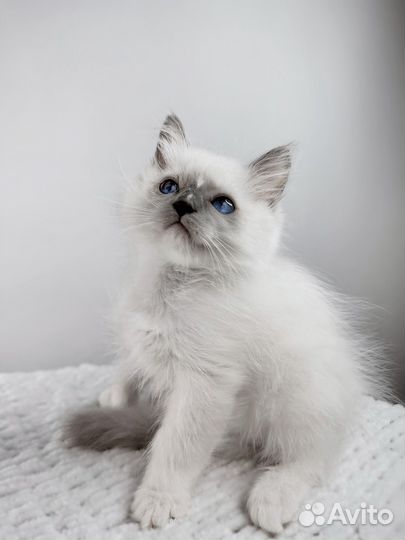 Котята рэгдолл