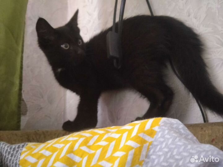 Котенок бесплатно