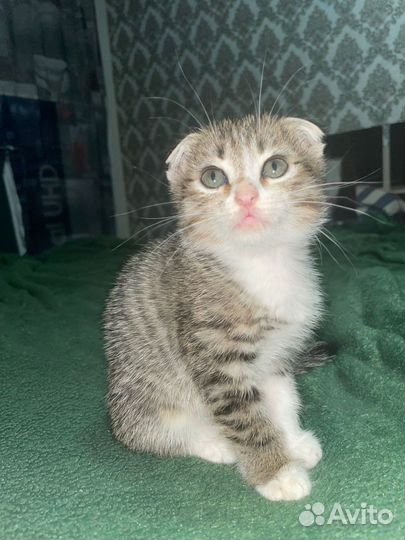 Шотландская