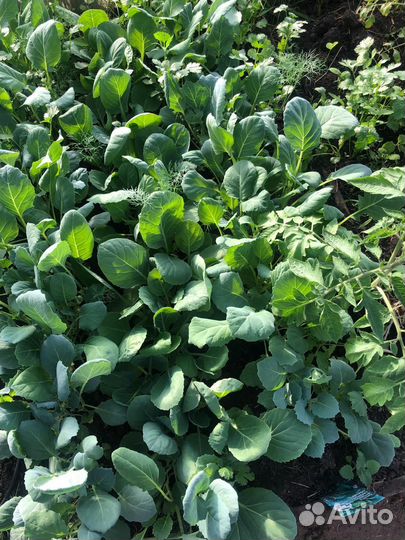 Рассада капусты