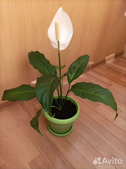 Спатифиллум