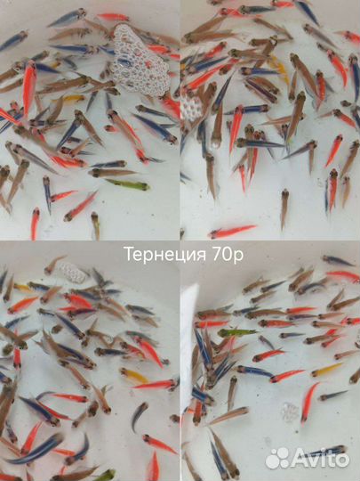 Аквариумные рыбки