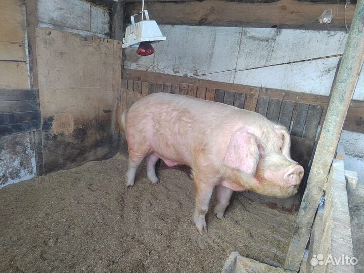 Хряк на племя