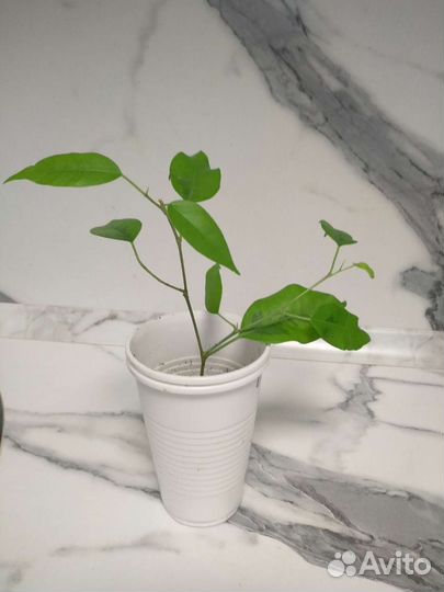 Фикус бенджамина