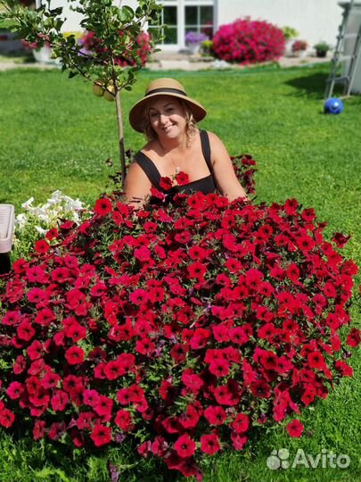 Черенки петунии премиальных сортов укорененные