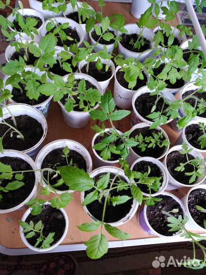 Доставка рассады