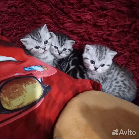 Шотландский кот вязка