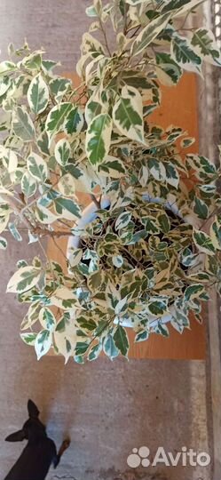 Фикус бенджамина