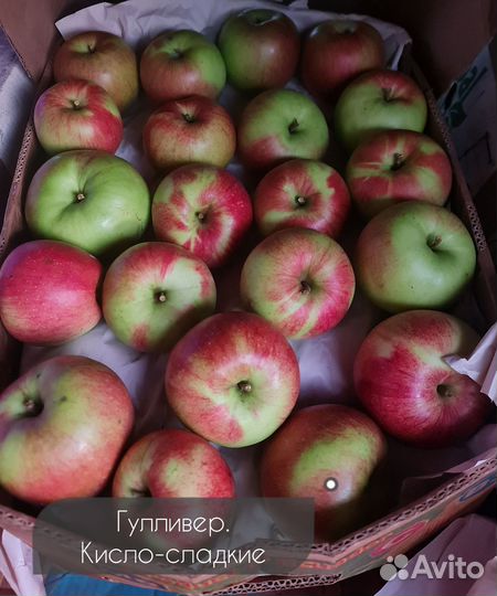 Яблоки оптом